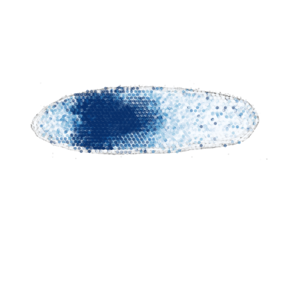 _images/Case_II_STAVAG_on_3D_planarian_data_13_13.png