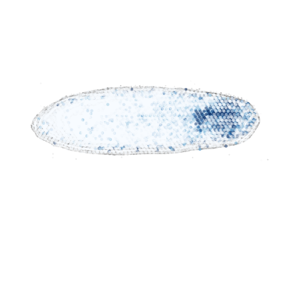 _images/Case_II_STAVAG_on_3D_planarian_data_13_15.png