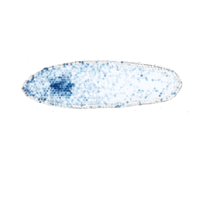 _images/Case_II_STAVAG_on_3D_planarian_data_13_17.png