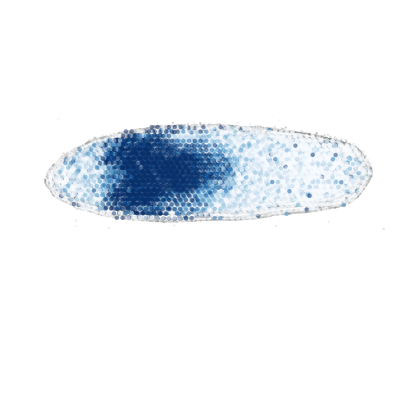 _images/Case_II_STAVAG_on_3D_planarian_data_13_19.png