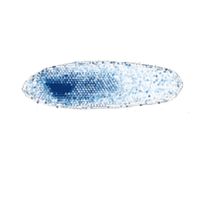 _images/Case_II_STAVAG_on_3D_planarian_data_13_9.png