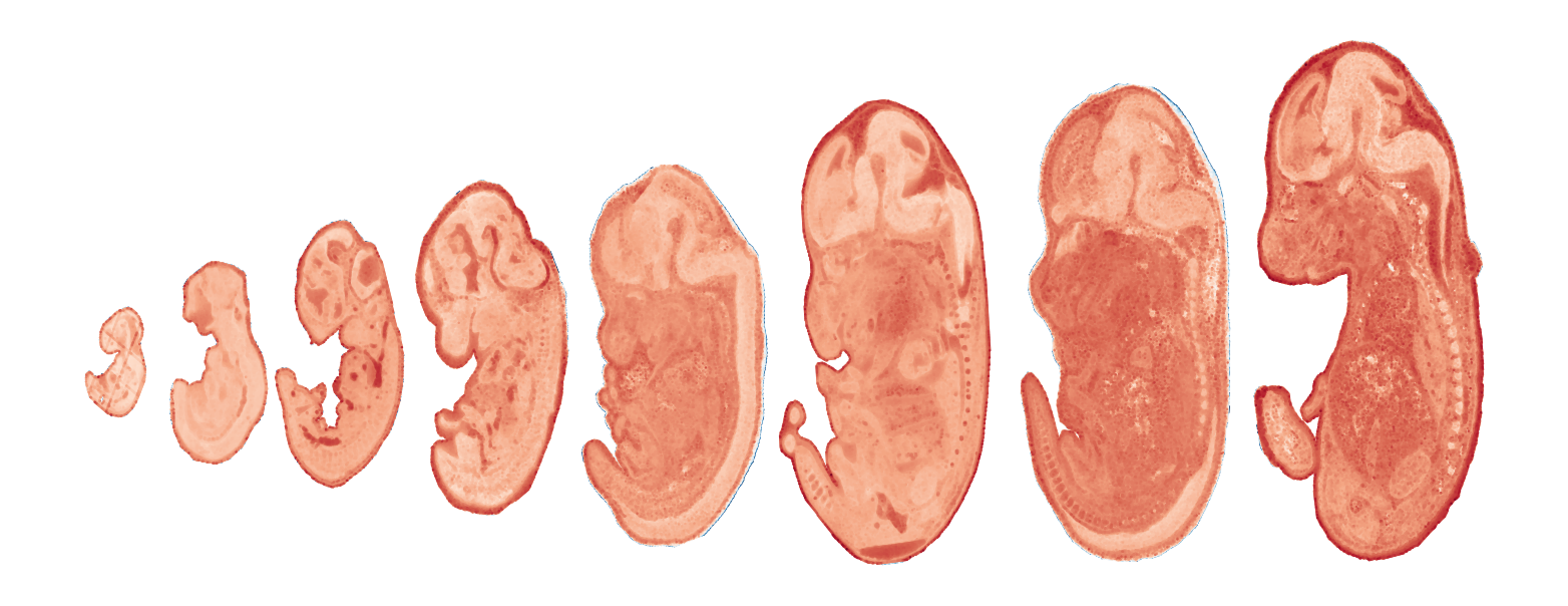 _images/Case_V_STAVAG_on_mouse_embryonic_development_data_16_7.png